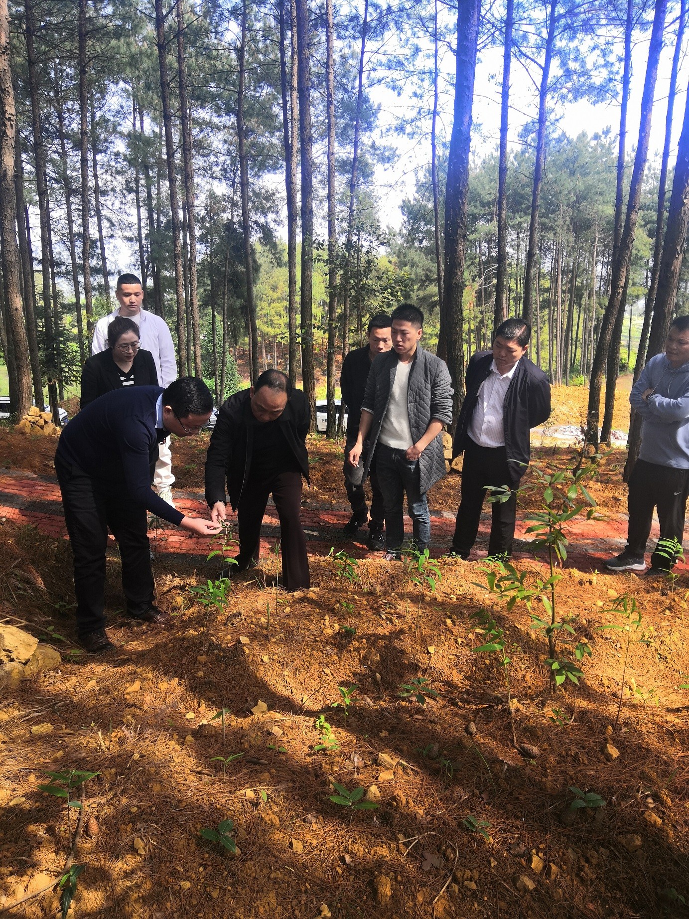 銅仁市城交集團黨委副書(shū)記滕建國視察石阡縣國家儲備林項目（五期）林下黃精種植情況