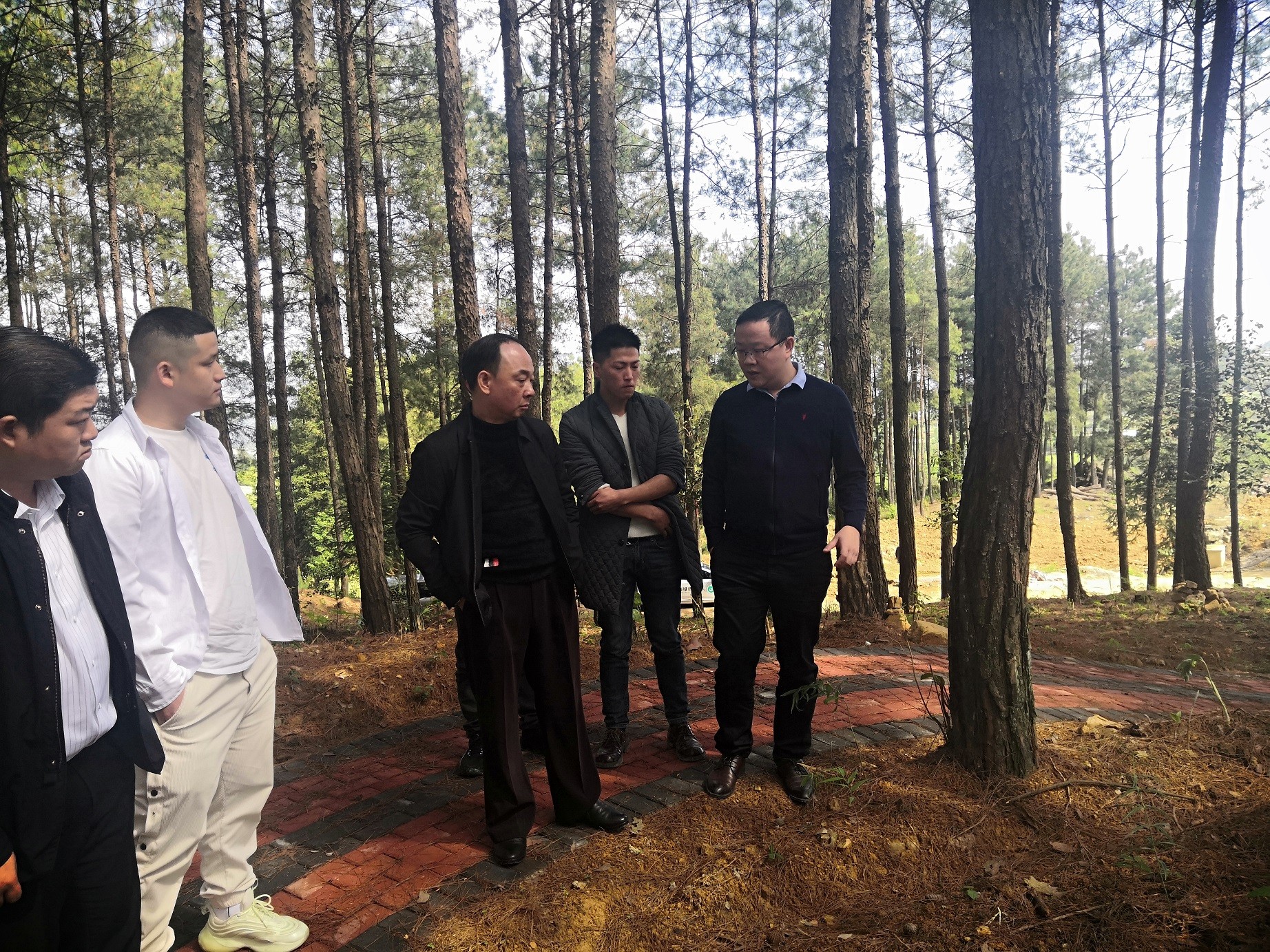 銅仁市城交集團黨委副書(shū)記滕建國視察石阡縣國家儲備林項目（五期）林下黃精種植情況