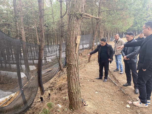 銅仁城交集團黨委委員、副總經(jīng)理趙天勇一行赴石阡縣檢查羊肚菌基地種植情況