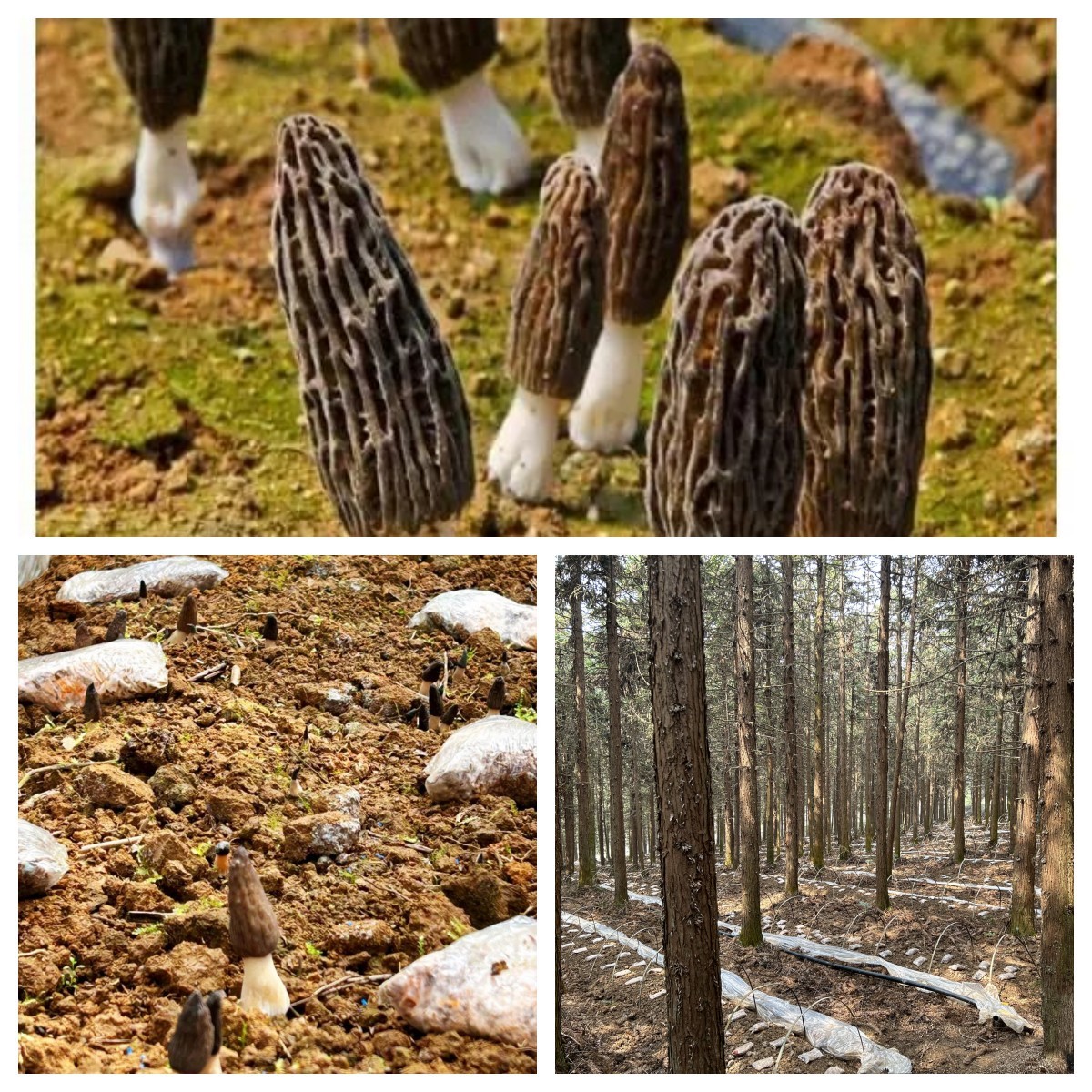 邀您品嘗春天的味道║首批羊肚菌“搶鮮”上市，開(kāi)啟預售！