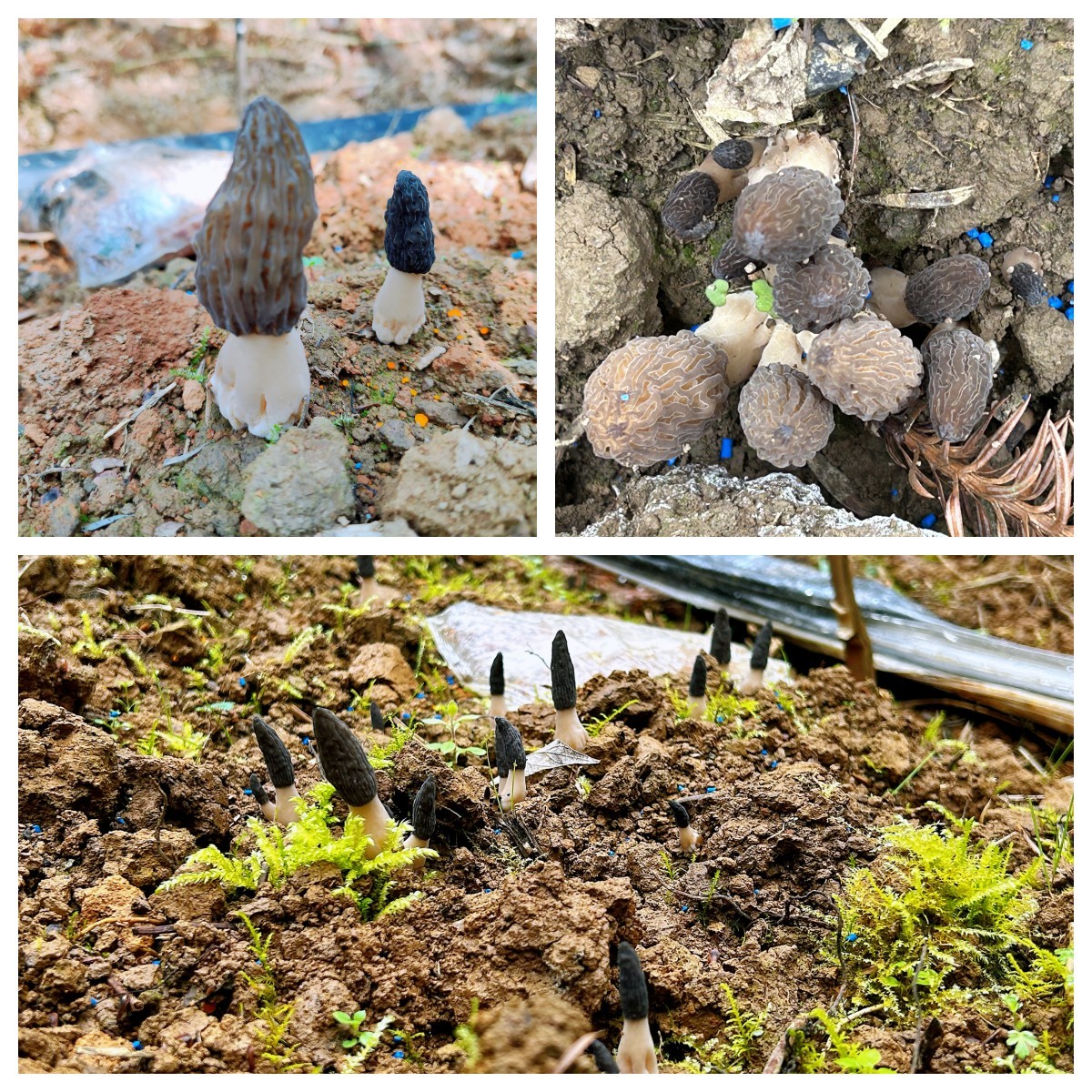 邀您品嘗春天的味道║首批羊肚菌“搶鮮”上市，開(kāi)啟預售！